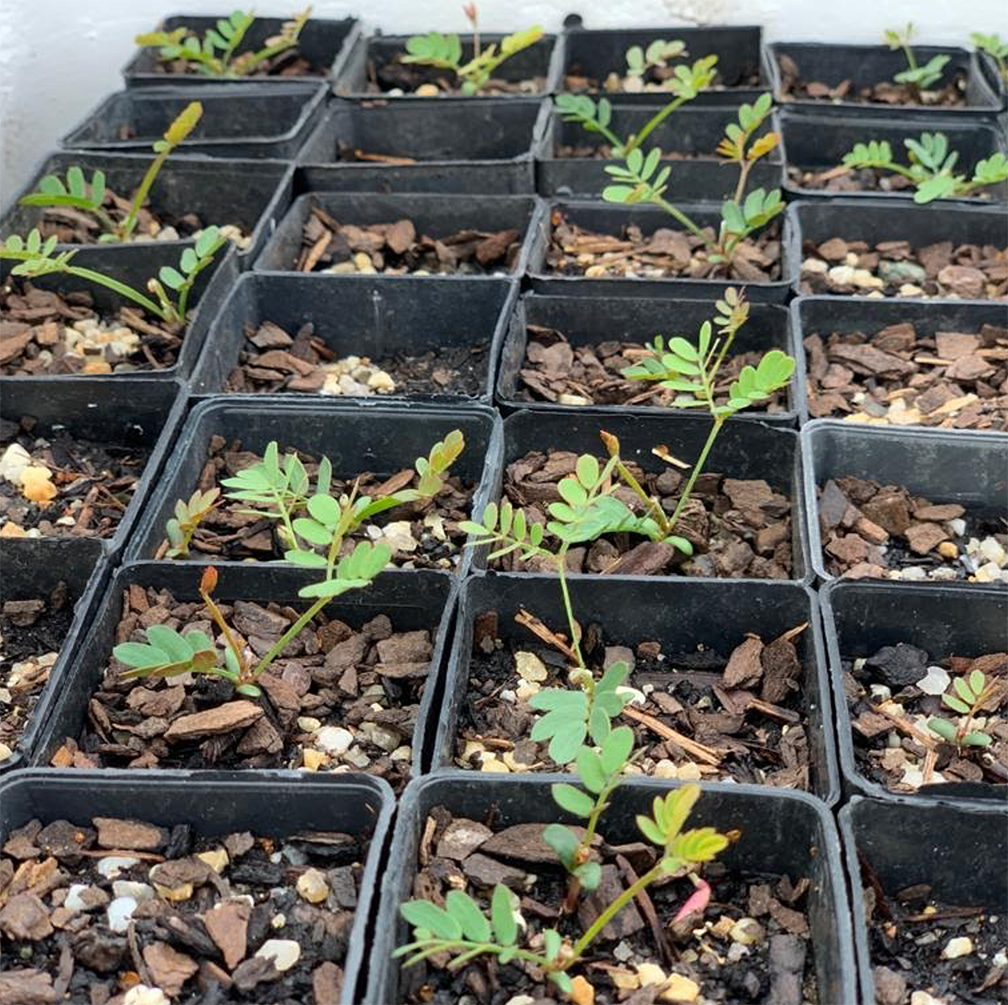 Melbourne Greenfriends - We're Growing Trees Project