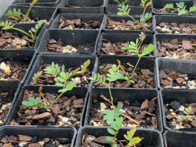 Melbourne Greenfriends - We're Growing Trees Project